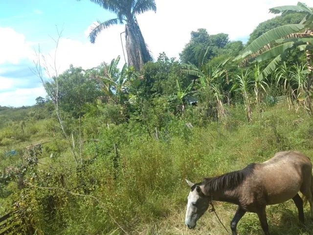 Foto Fazenda/sítio/chácara Para Venda Com 11500 Metros Quadrados Com 2 Quar Barão De Guandu