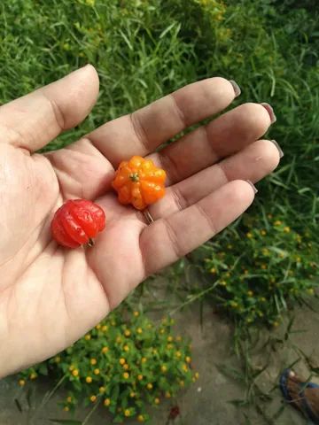 Foto Terreno - Cacuia/ Comendador Soares - NI Comendador Soares