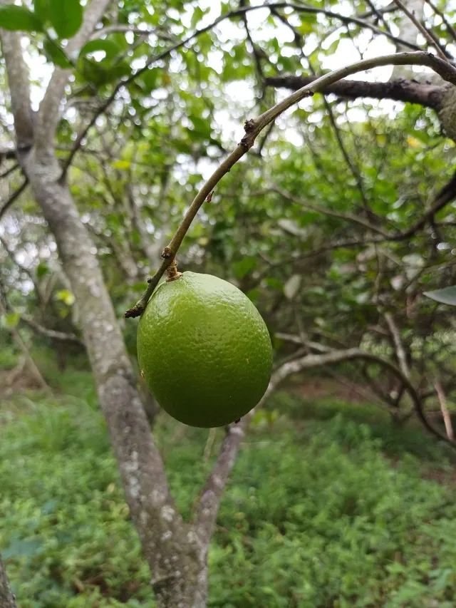 Foto Vendo Sitio Ou Troco  Lagoinha