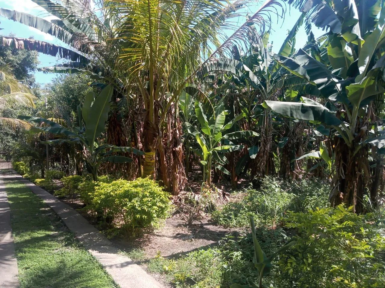 Foto Vendo Sítio 60.000m2 Campo Alegre