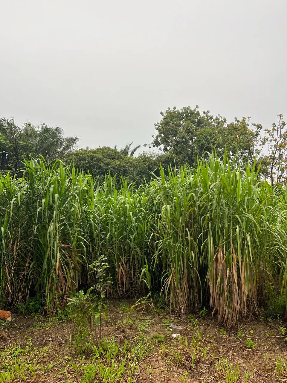 Foto Alugua-se Baias Para Equinos. Ipiranga