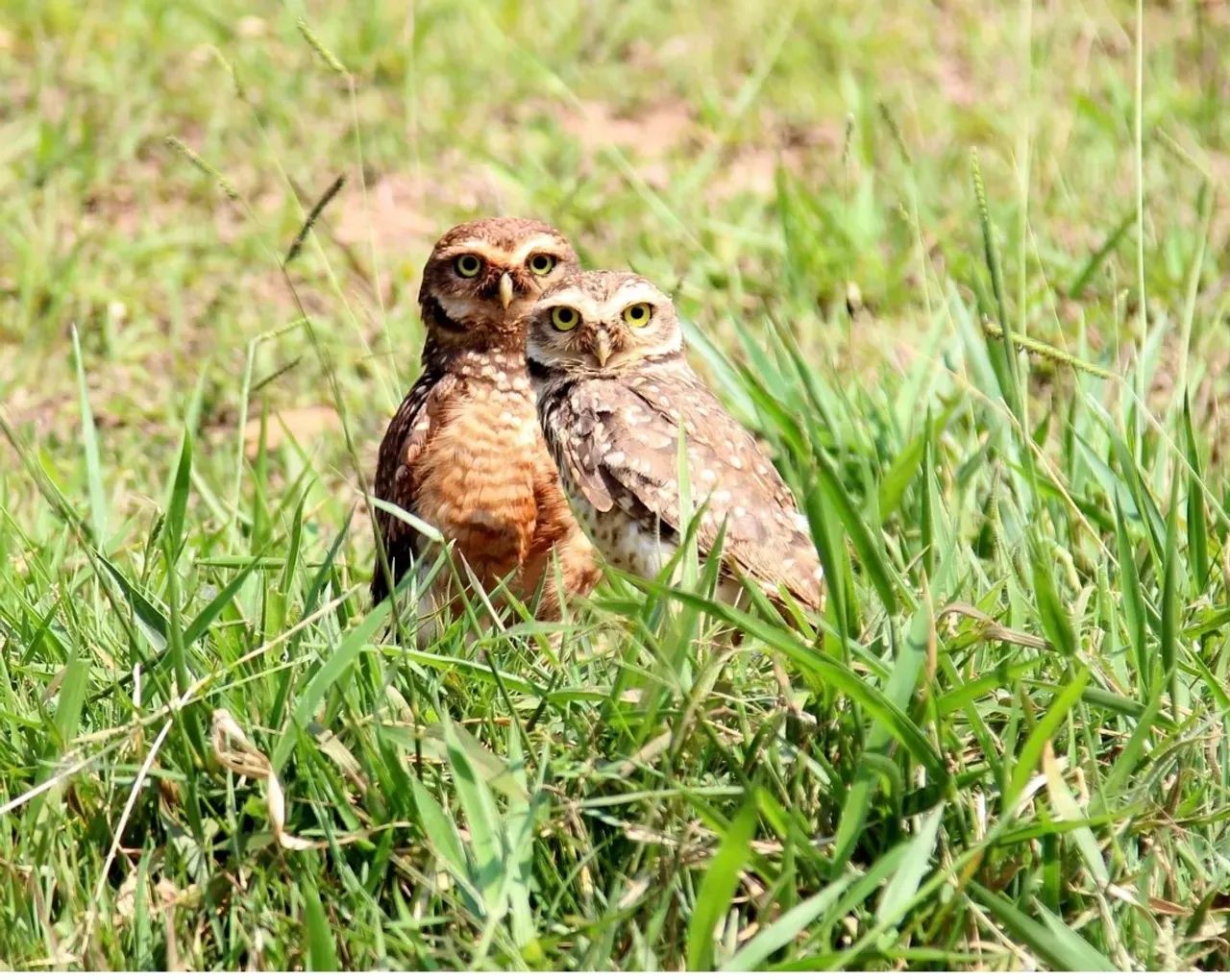 Foto Imóvel Para Venda Tem 542 Metros Quadrados Com 3 Quartos Em Tinguá - N Tinguá