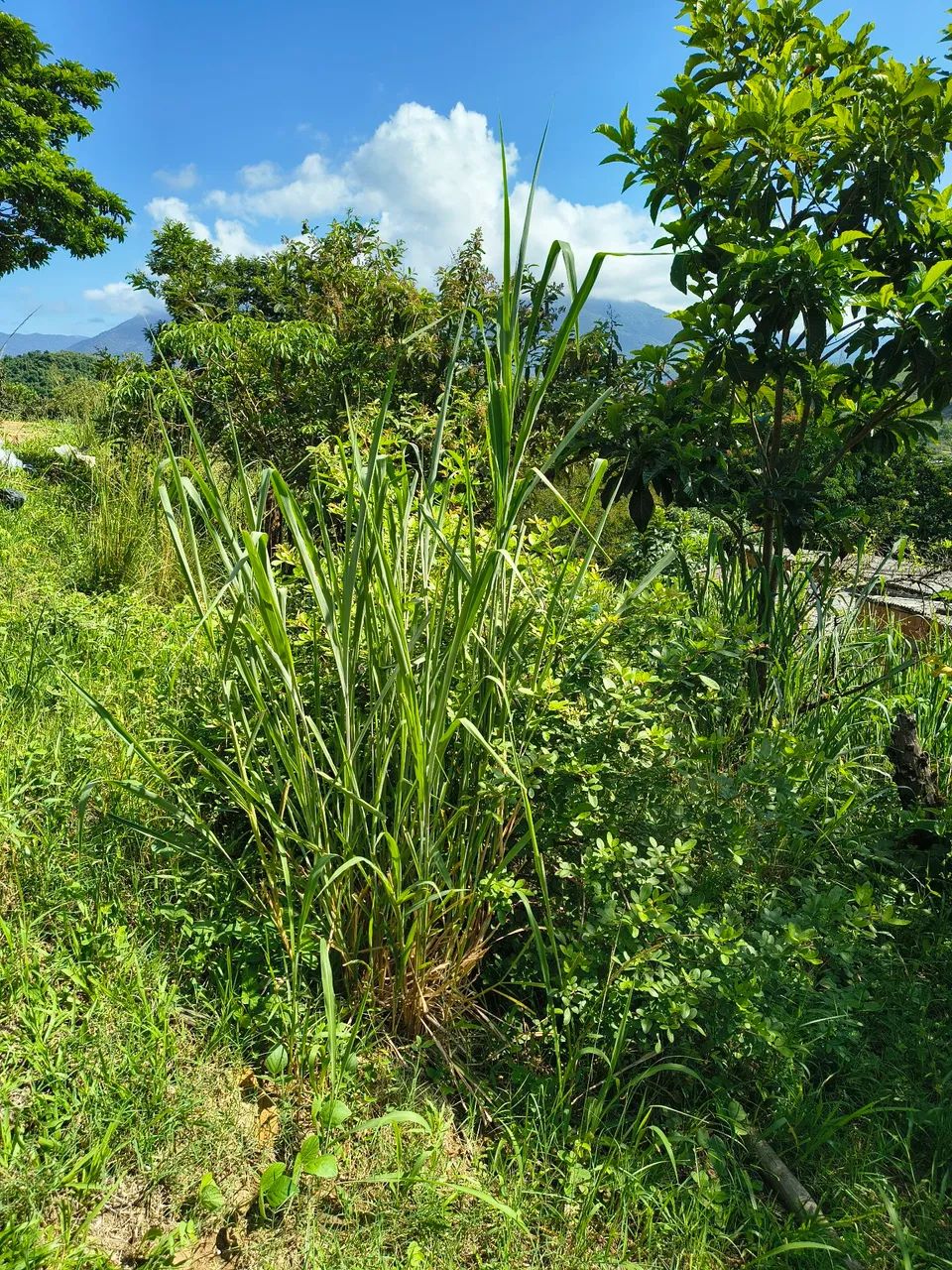 Foto Terreno Parque Alvorada