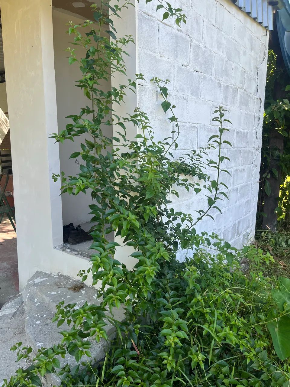 Foto Venda De Terreno , Montevideu , Tingua Miguel Couto