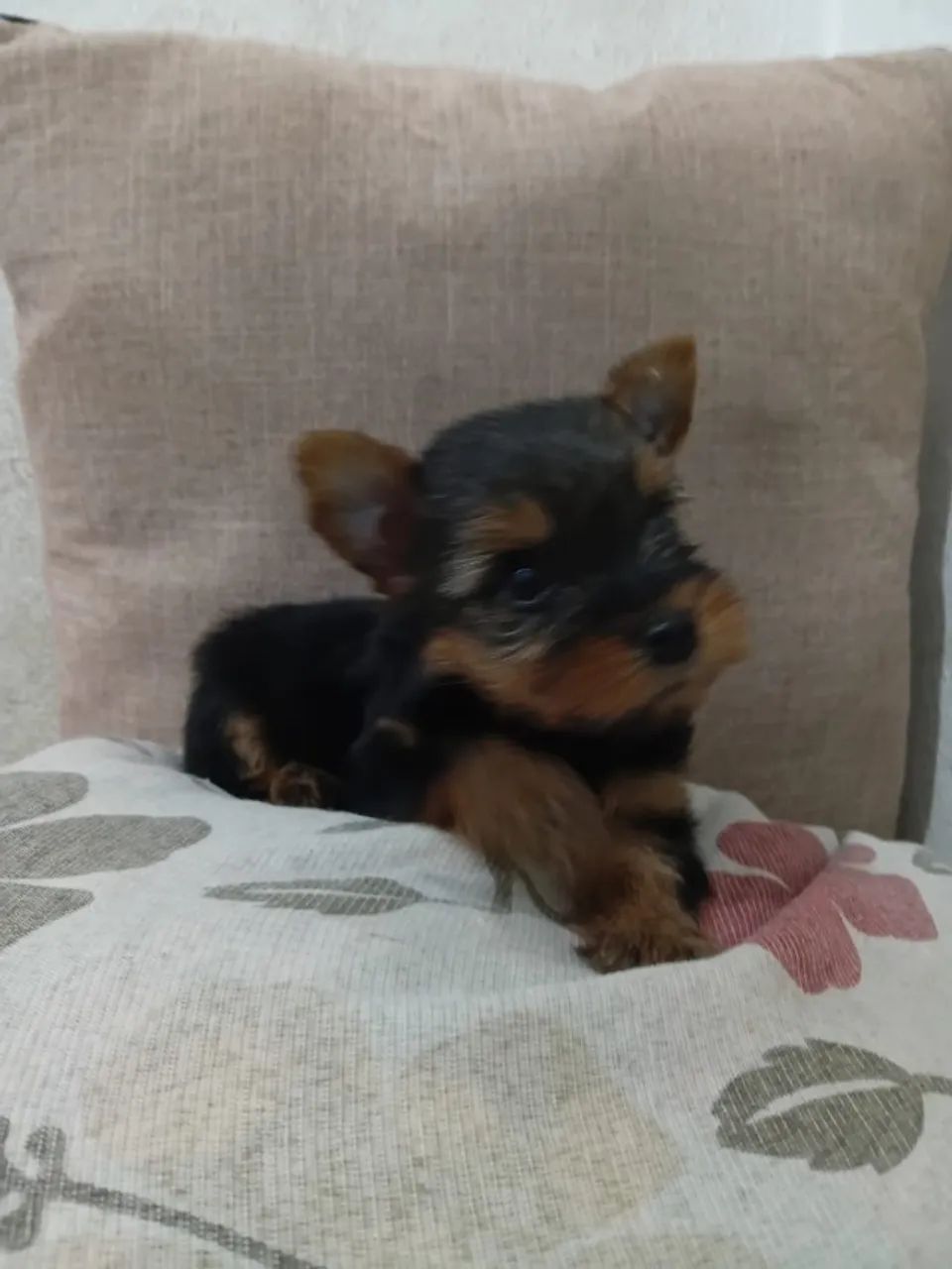 Foto Filhote De York Caonze