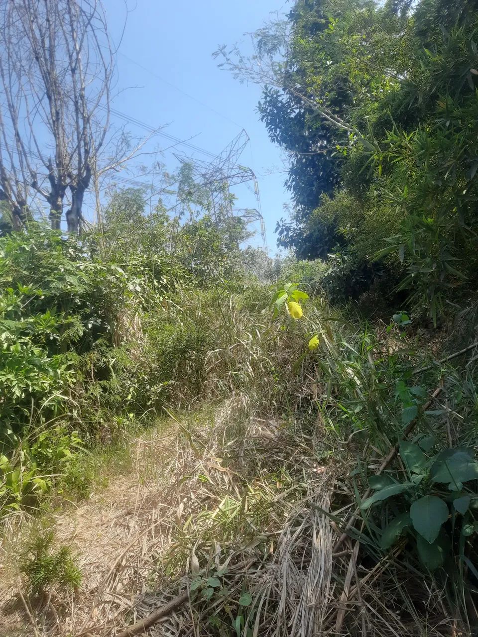 Foto Terreno Cacuia Cerâmica