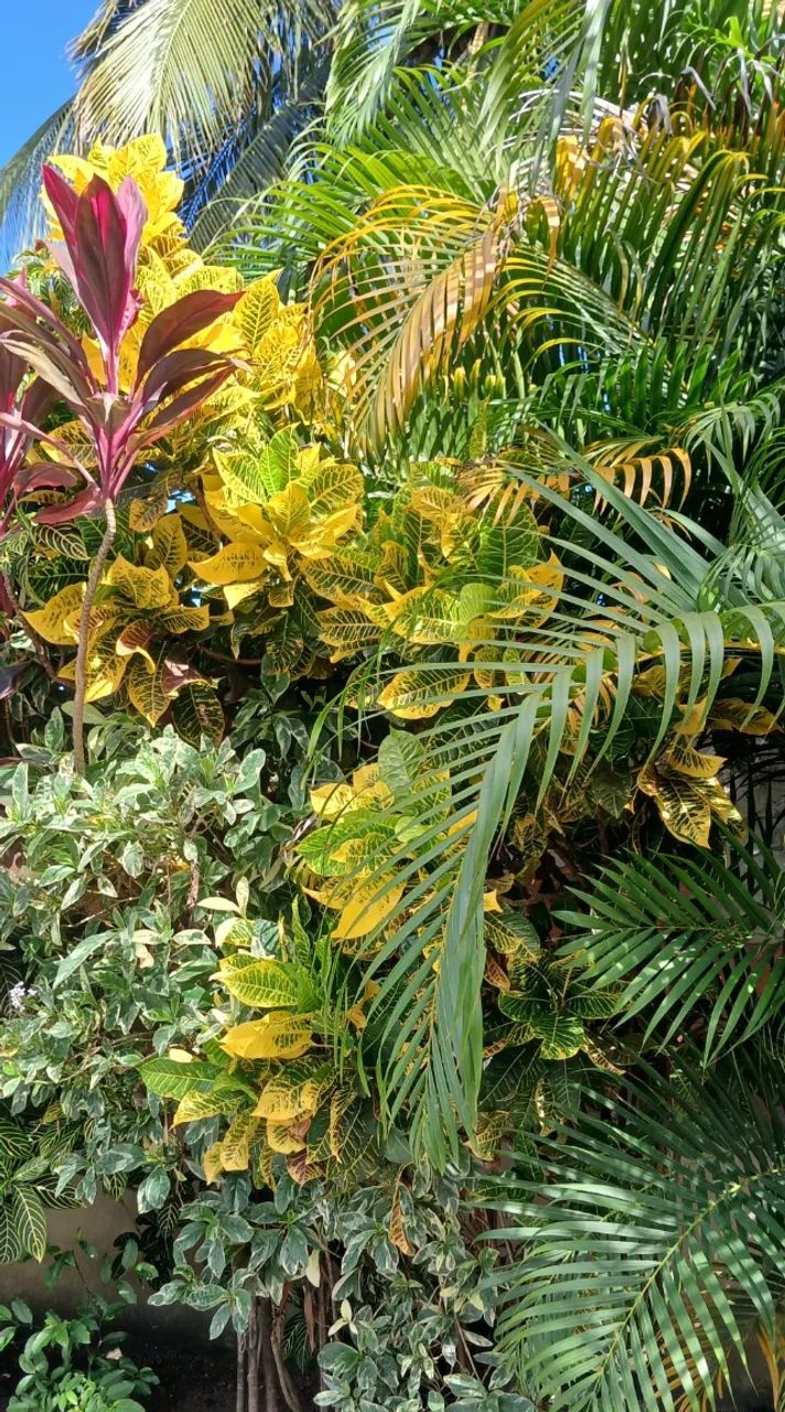 Foto Vende-se Jardim Pernambuco