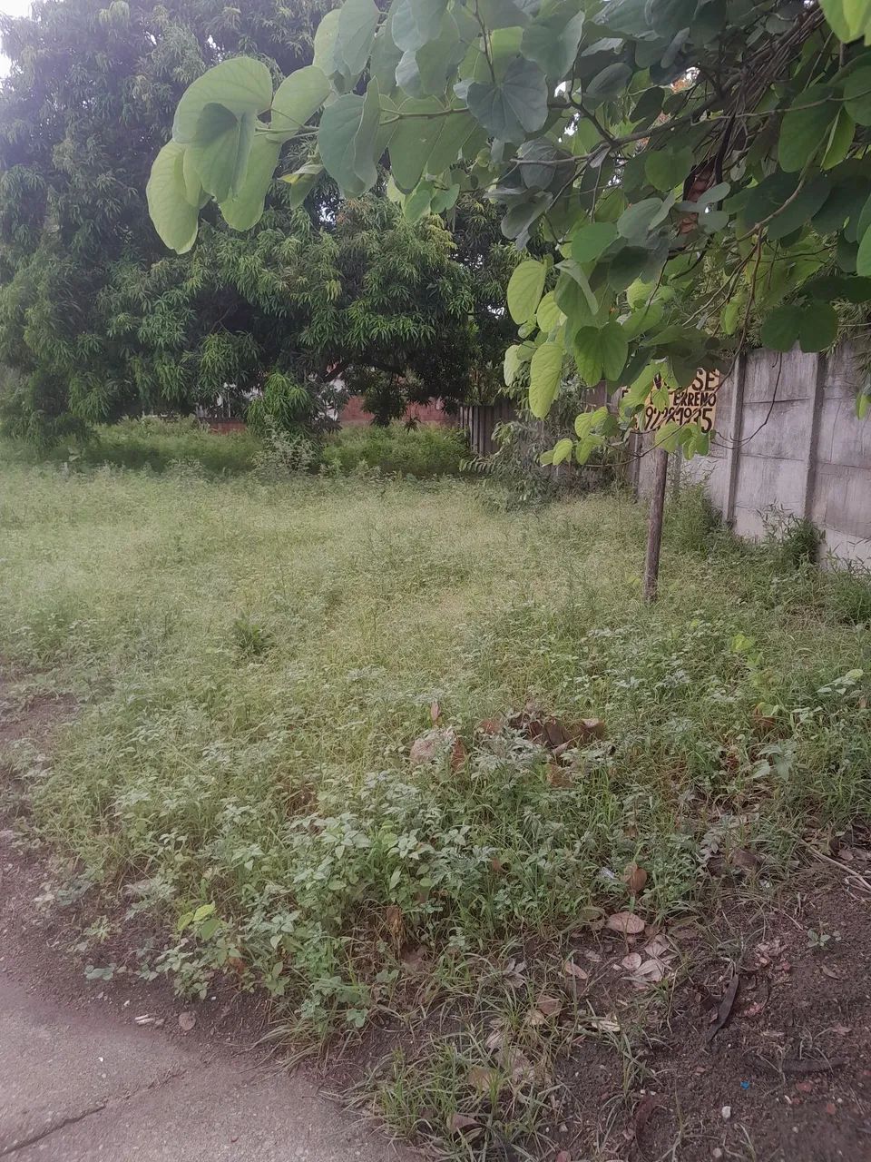 Foto Terreno Urbanizado Em Geneciano NI Geneciano